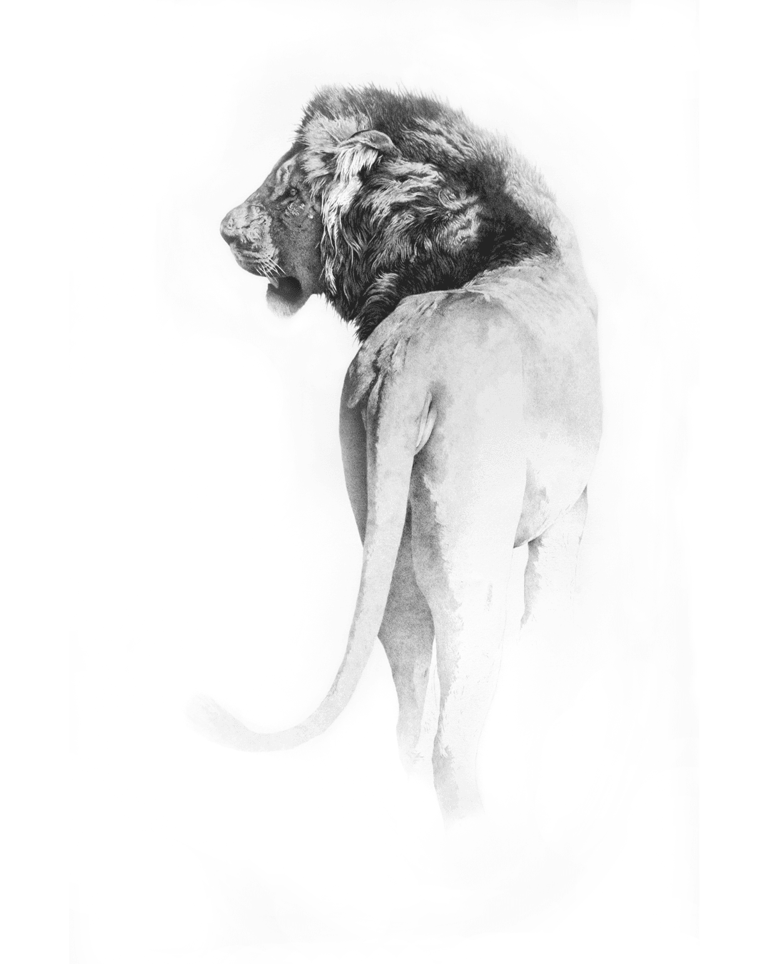 Giorgia Oldano, Feathers, 2016