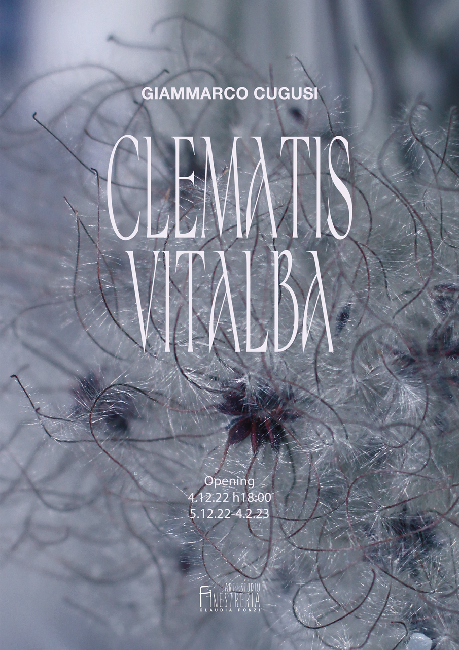 Poster Clematis Vitalba Giammarco Cugusi